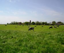Koeien in de wei Minicamping en Vakantiehuis nabij Sneek
