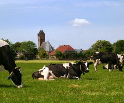 Uitzicht op koeien in de wei Dearsum