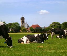 Uitzicht op koeien in de wei Dearsum